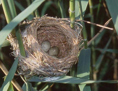 La nidification chez l'oiseau - WanimoVéto