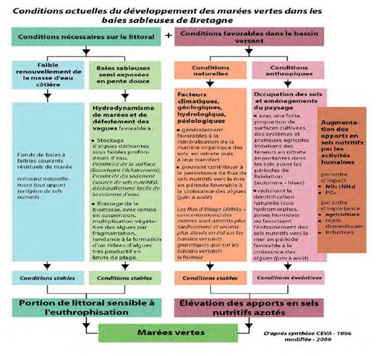 Conditions actuelles du développement des marées vertes dans les baies sableuses de la Bretagne