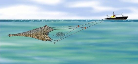 Photo illustrant un chalut