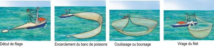 Illustration d'une senne tournante