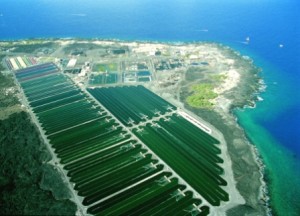 Ferme de bassins extensifs à Hawaï (entreprise Cyanotech)