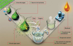 Processus de fabrication du biocarburant algal