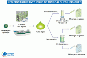Schéma récapitulatif de la prodution de biocarburant algal réalisé par IPF