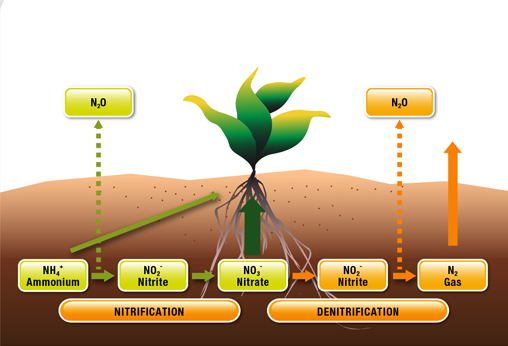 Le cycle de l'azote (N) dans le sol