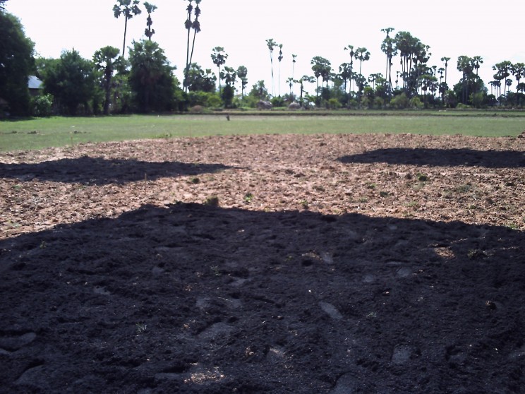 biochar soil