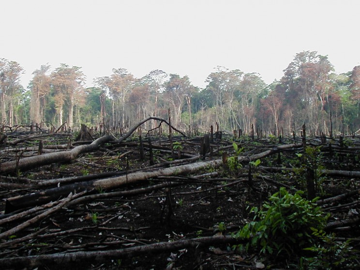 Déforestation (Source : Wikipédia, téléversé par Jami Dwyer)