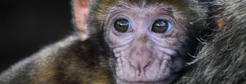 Test de la MST sur des macaques