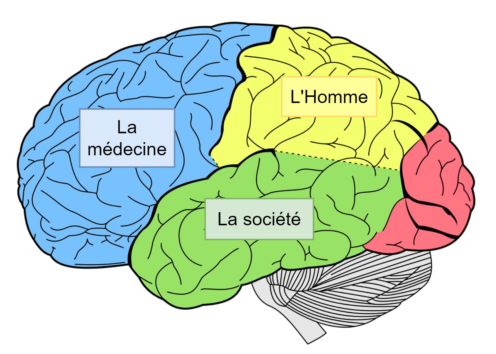6 долей мозга. Доли мозга. Что разделяет мозг на доли?. Части мозга. Доли коры головного мозга.